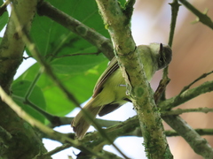 Phyllomyias griseiceps