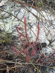 Drosera binata