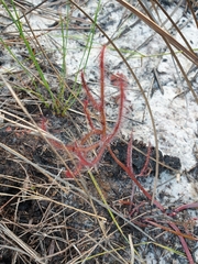 Drosera binata
