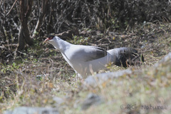 Crossoptilon crossoptilon