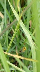 Alpaida variabilis