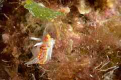 Diaphorodoris papillata