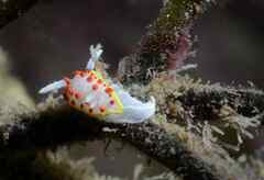 Diaphorodoris papillata