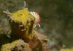 Diaphorodoris papillata