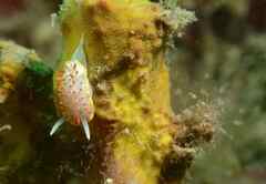 Diaphorodoris papillata