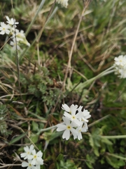 Primula magellanica