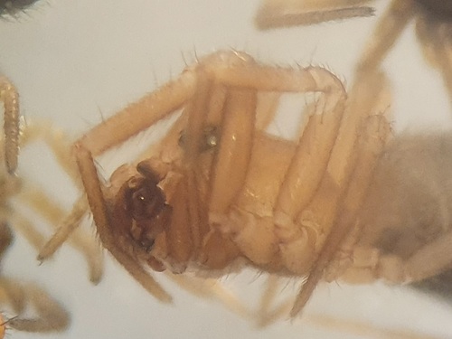 Dimpled Double-spurred Money Spider