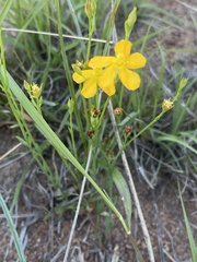Hypericum lalandii