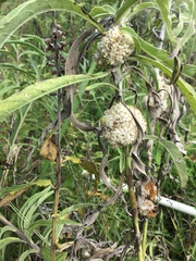 Cuscuta glomerata