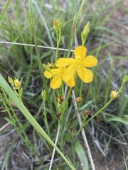 Hypericum lalandii