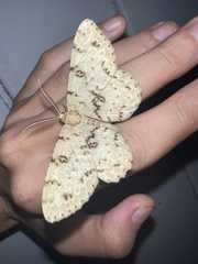 Lepidoptera