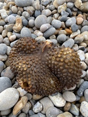 Saccorhiza polyschides