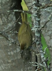 Chlorocichla flaviventris