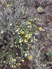 Psilostrophe cooperi