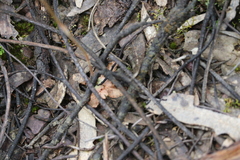 Pterostylis setifera