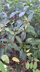 Sarcandra glabra