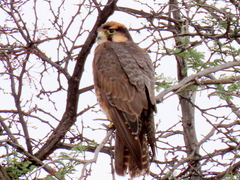 Falco biarmicus biarmicus