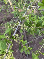 Sideroxylon celastrinum