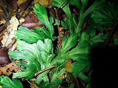 Selaginella intermedia