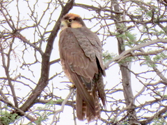 Falco biarmicus biarmicus