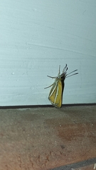 Butleria philippii