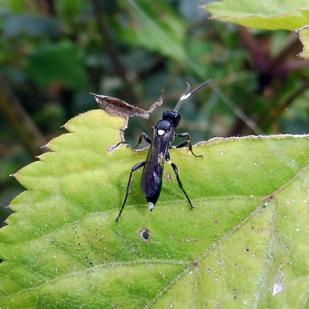 Vulgichneumon bimaculatus