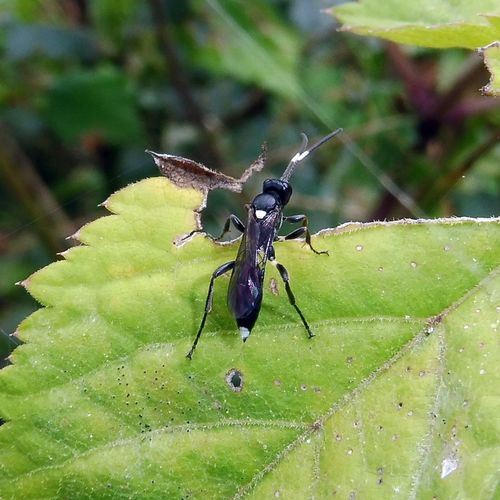 Vulgichneumon bimaculatus