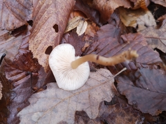 Clitocybe fragrans