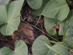 Urochloa subquadripara