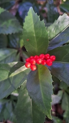 Sarcandra glabra