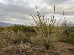 Fouquieria splendens splendens