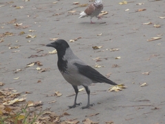 Corvus cornix