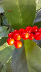Sarcandra glabra