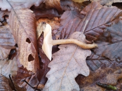 Clitocybe fragrans