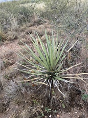 Yucca baccata brevifolia