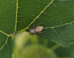 Phintelloides versicolor