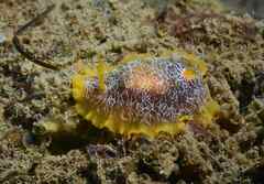 Doriopsilla areolata