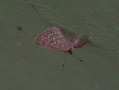 Pseudozizeeria maha okinawana