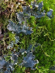 Peltigera hymenina