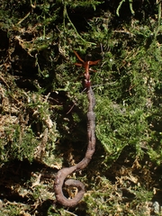 Leptomyrmex tibialis