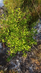 Hibbertia linearis