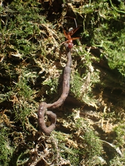 Leptomyrmex tibialis