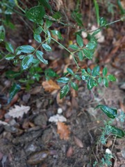 Rosa sempervirens