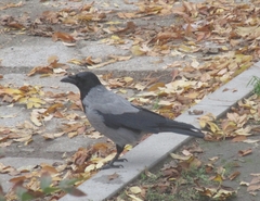 Corvus cornix