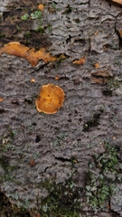 Phlebia radiata