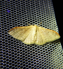 Idaea