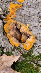 Phlebia radiata