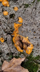 Phlebia radiata