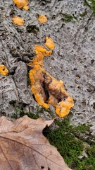 Phlebia radiata