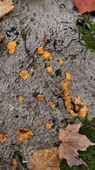 Phlebia radiata
